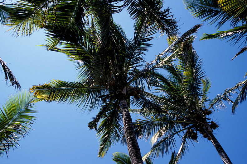 Palms on Grande Anse