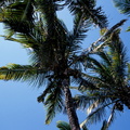 Palms on Grande Anse