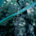 Giant spider! Nephila inaurata