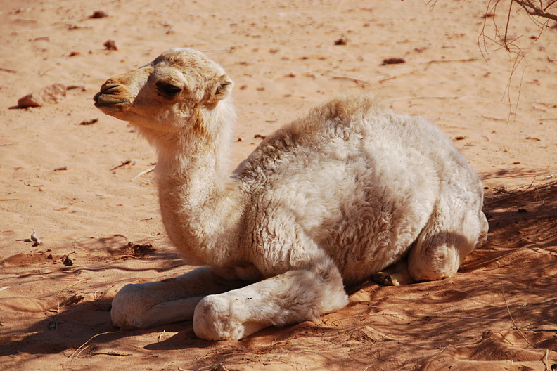 A sweet little camel in Wadi Rum