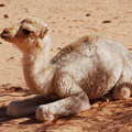 A sweet little camel in Wadi Rum