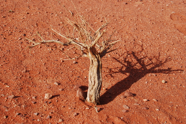 A tiny tree in the desert
