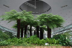 Tree ferns at the Incheon airport, Seoul
