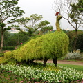 A peacock