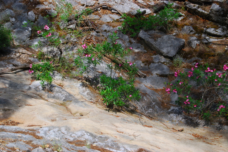 Oleanders on the The Lycian Way