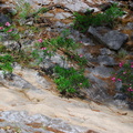 Oleanders on the The Lycian Way