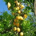 Lemons in our guesthouse