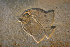 A prehistoric ray-finned fish