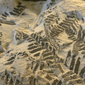 Pecopteris Fern Fossil
