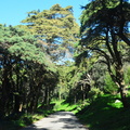 Sintra forest