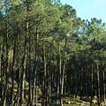 Sintra forest