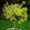 A mandarin(?) tree