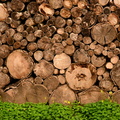 Logs in Quinta