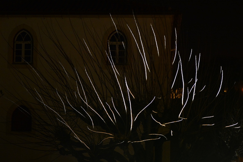 Tree branches at night