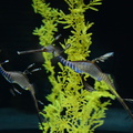 Common seadragon