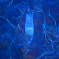 Elba aquarium