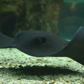 Elba aquarium