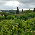 Mediterranean garden