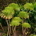 Aeonium in Inverewe Garden