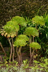 Aeonium in Inverewe Garden