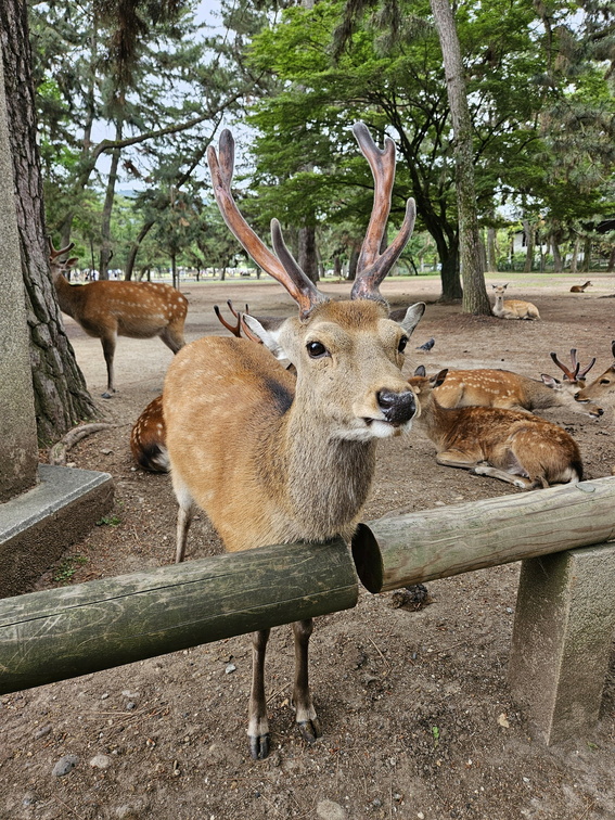 Nara Kōen