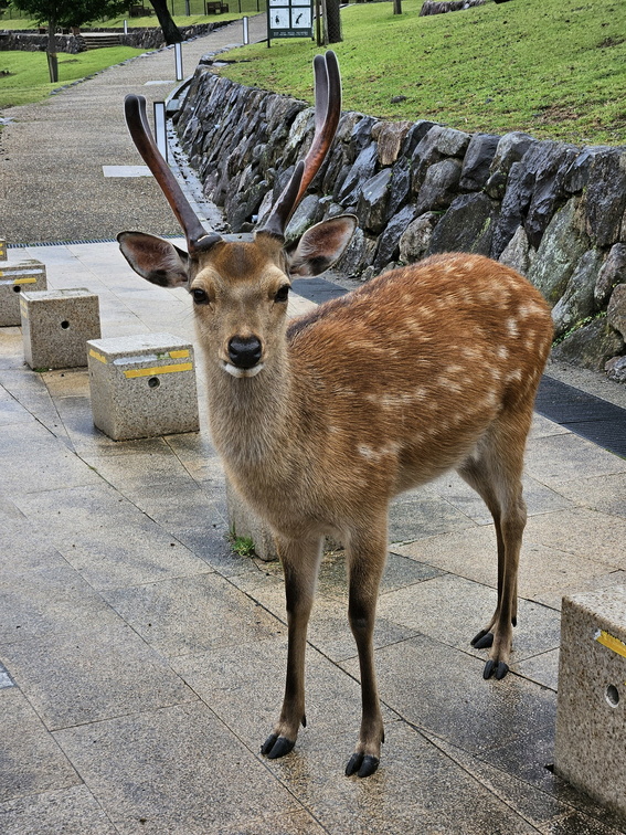 Nara