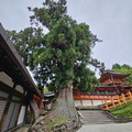 Kasuga Taisha
