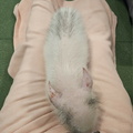 Mipig cafe Osaka