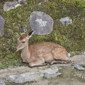 Miyajima island