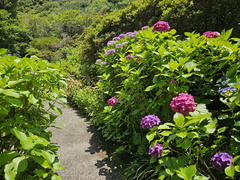 Hells of Beppu