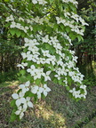 Japanese dogwood