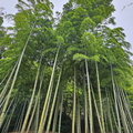 Saihō-ji (Koke-dera) Temple