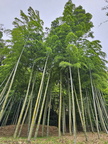 Saihō-ji (Koke-dera) Temple