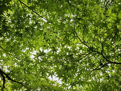 Saihō-ji (Koke-dera) Temple