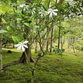 Saihō-ji (Koke-dera) Temple