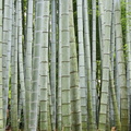 Jizōin Temple (Take-no-tera)