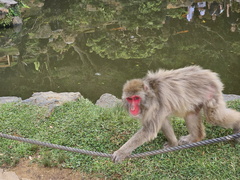 Iwatayama Monkey Park