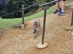 Iwatayama Monkey Park