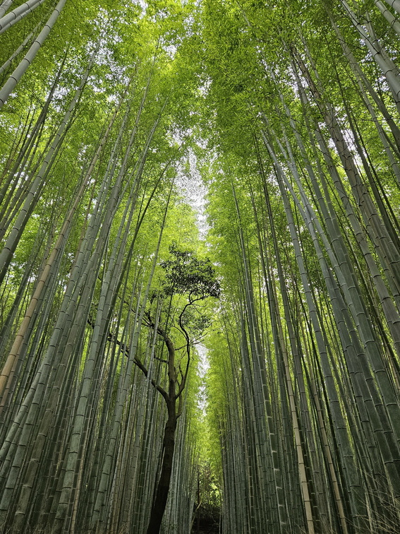 Bamboo groves