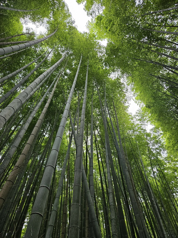 Bamboo groves
