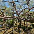 Kenrokuen