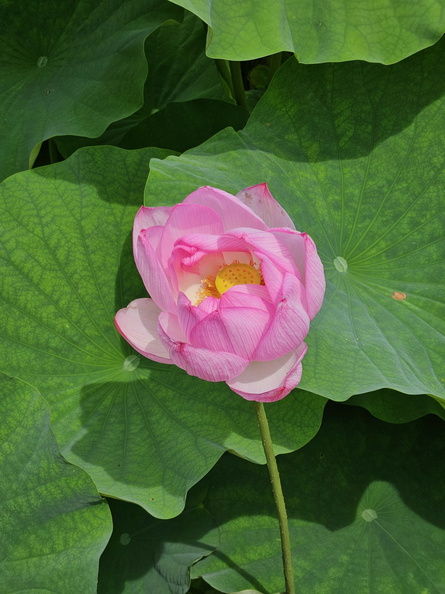 Lotus flower