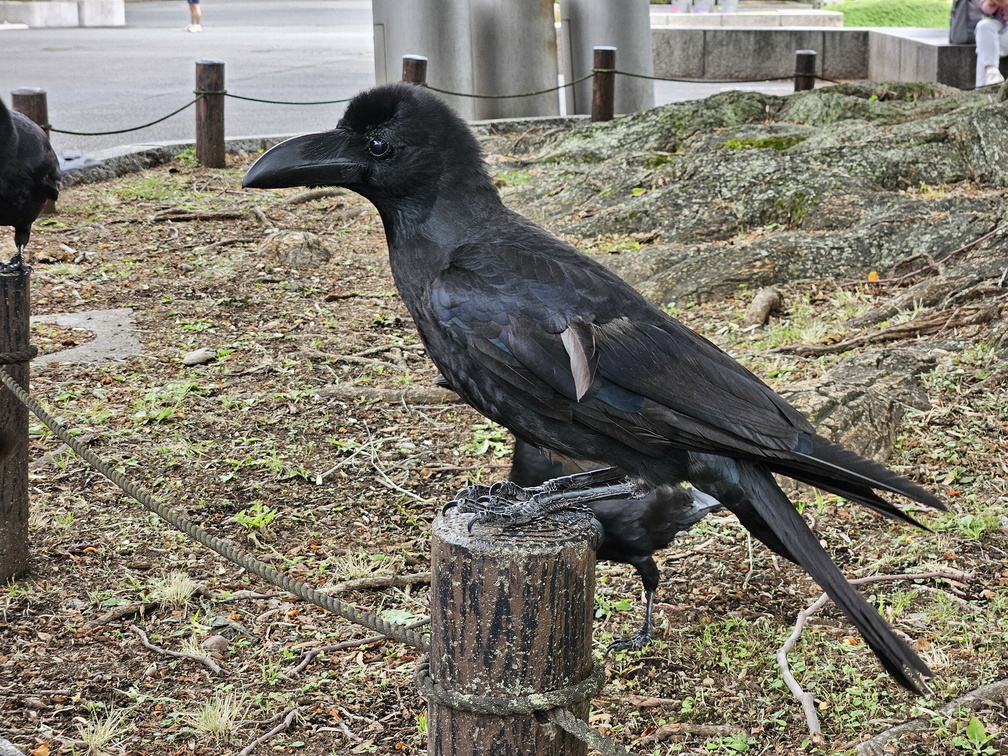 Ueno Park