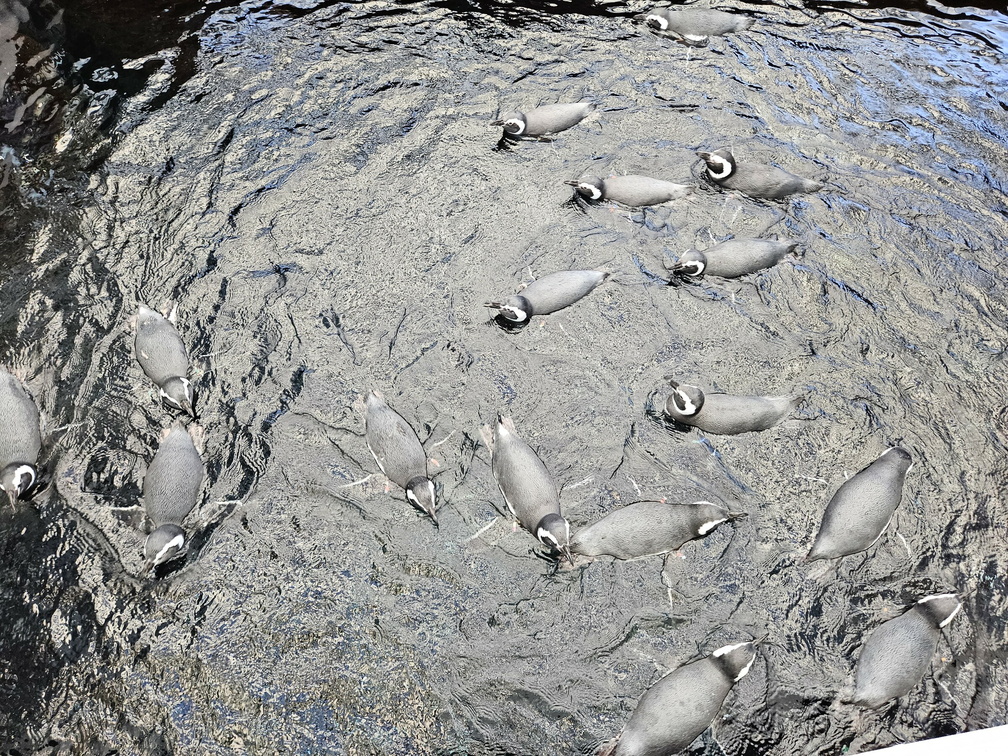 Penguins!