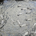 Penguins!