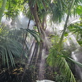 Tropical forest