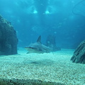 Oceanario