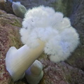 Oceanario