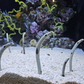 Oceanario