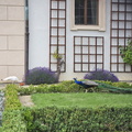Wallenstein gardens